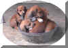 03pups3.jpg (82747 bytes)