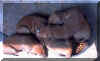 03pups4.jpg (123786 bytes)
