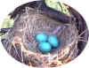 3eggs.jpg (33299 bytes)