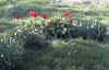 flowers.jpg (68728 bytes)