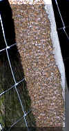 swarm.jpg (71549 bytes)